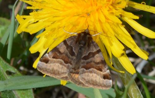 Réf. 301 254 : Euclidia glyphica